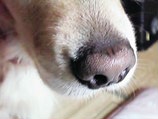 Becky's muzzle