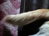 Becky's tail